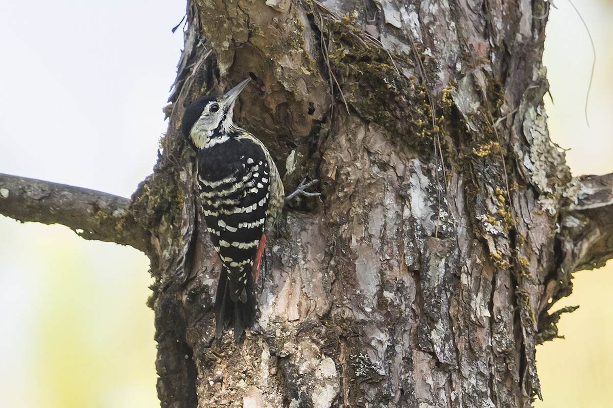 Stripe-breasted Woodpecker - Matthew Kwan