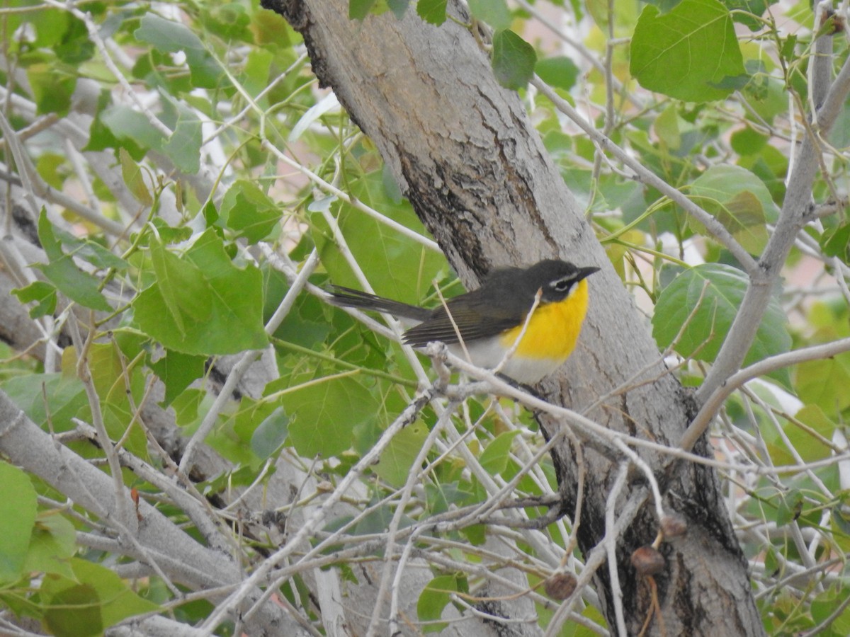 Yellow-breasted Chat - ML160404021