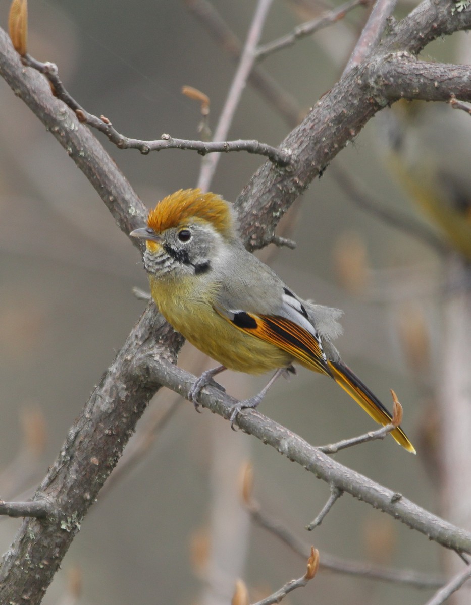 Chestnut-tailed Minla - ML160404121