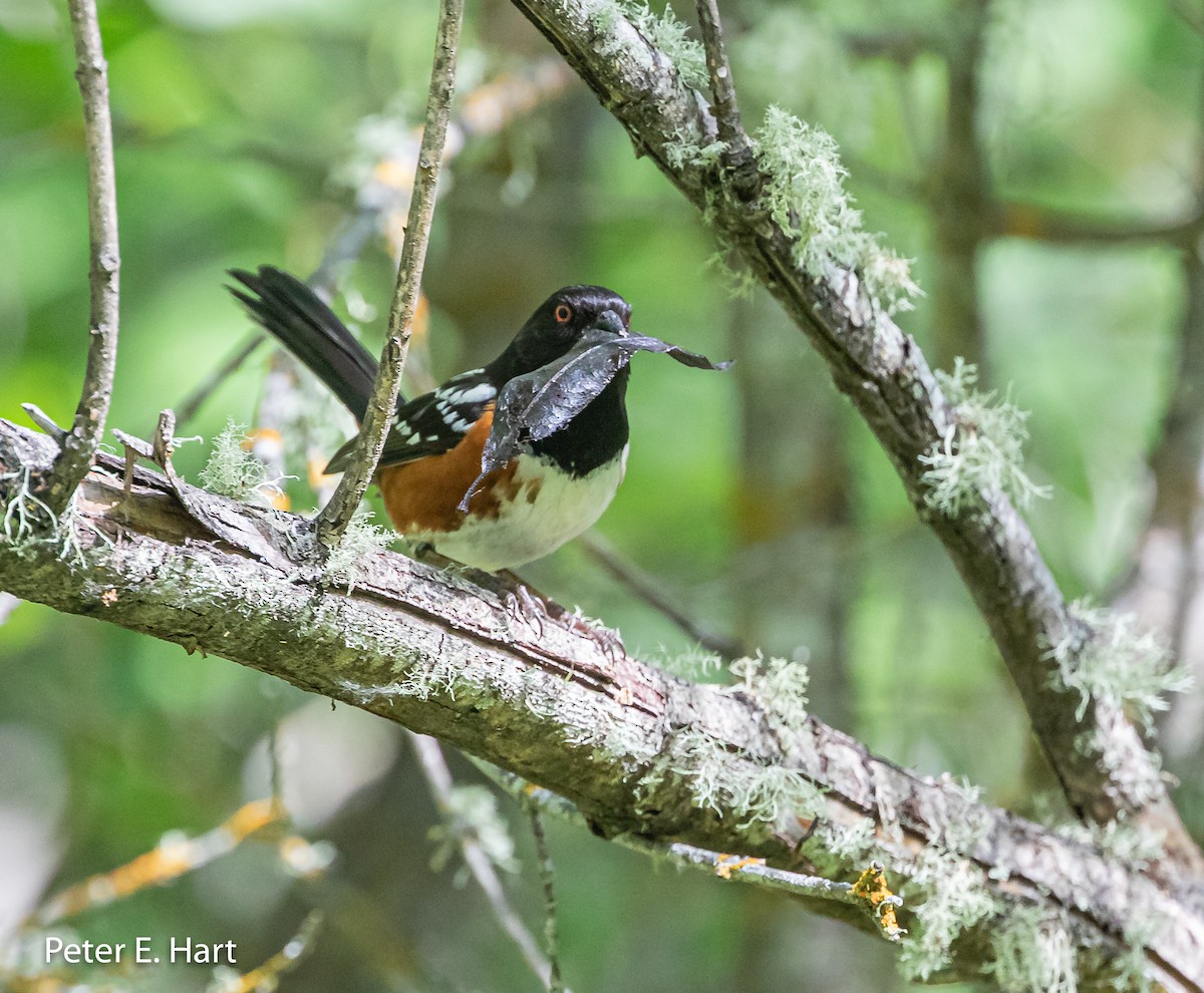 Spotted Towhee - ML160404151