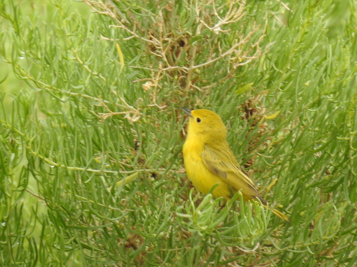 Yellow Warbler - ML160404241