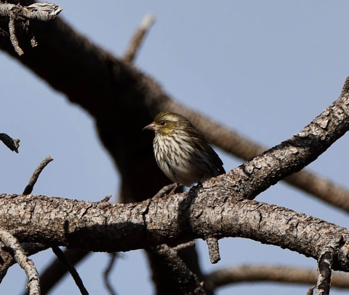 Cassin's Finch - ML160405161