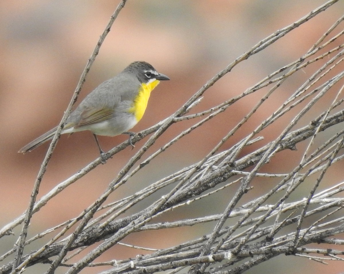 Yellow-breasted Chat - ML160405251