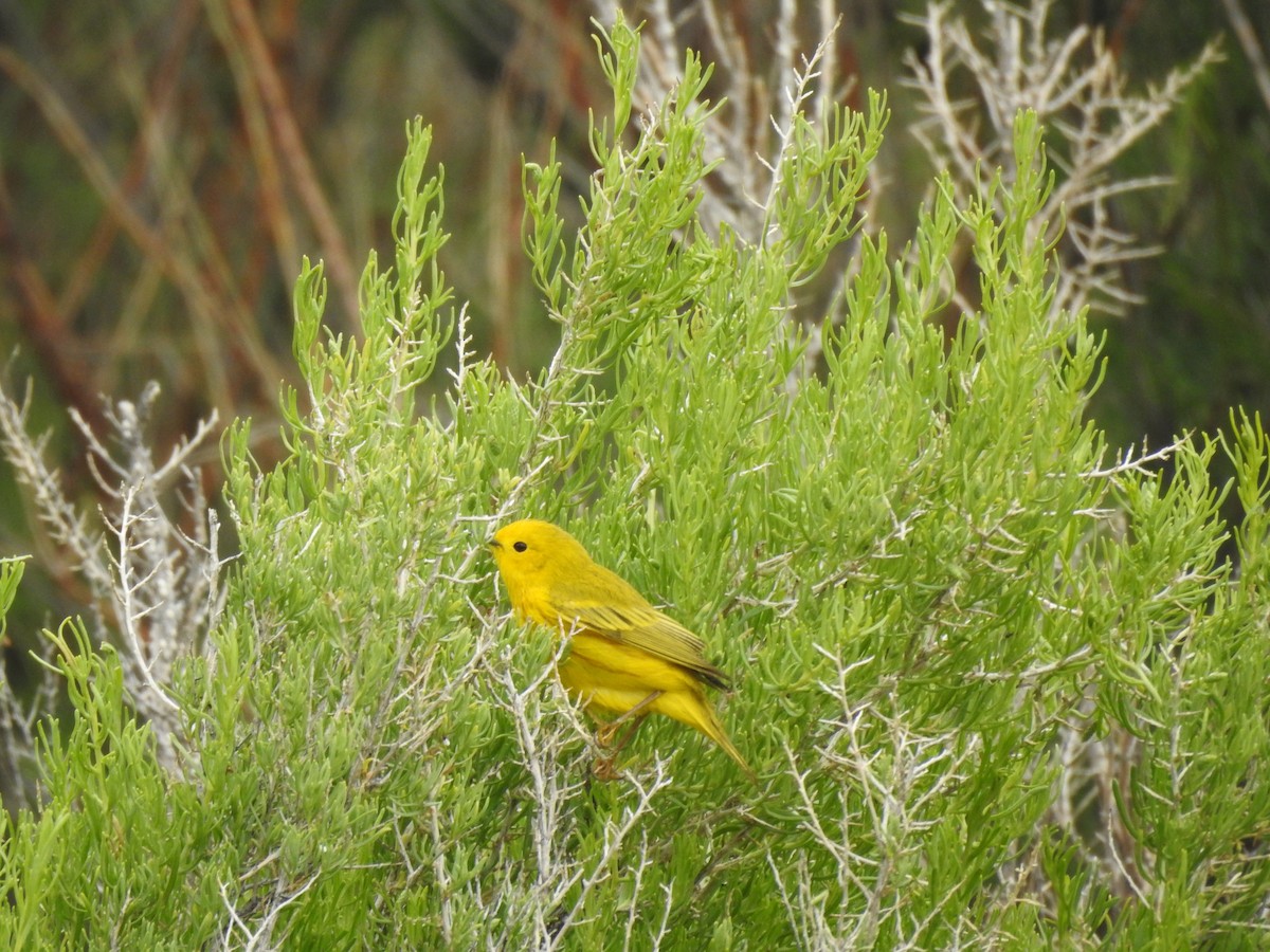 Yellow Warbler - ML160405491