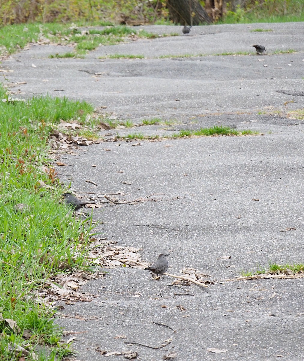 Gray Catbird - Bruce Gates