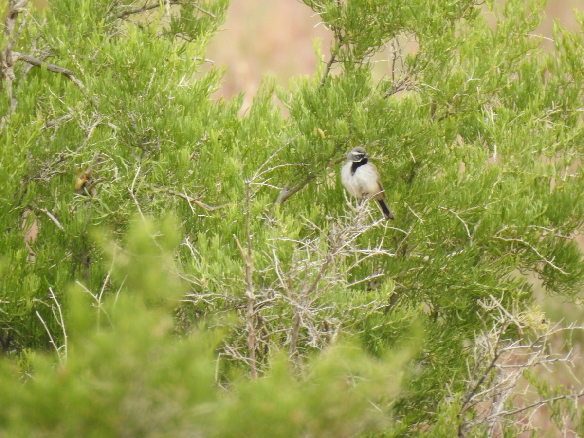 Black-throated Sparrow - ML160406841