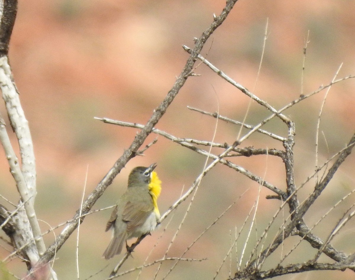 Yellow-breasted Chat - ML160407111