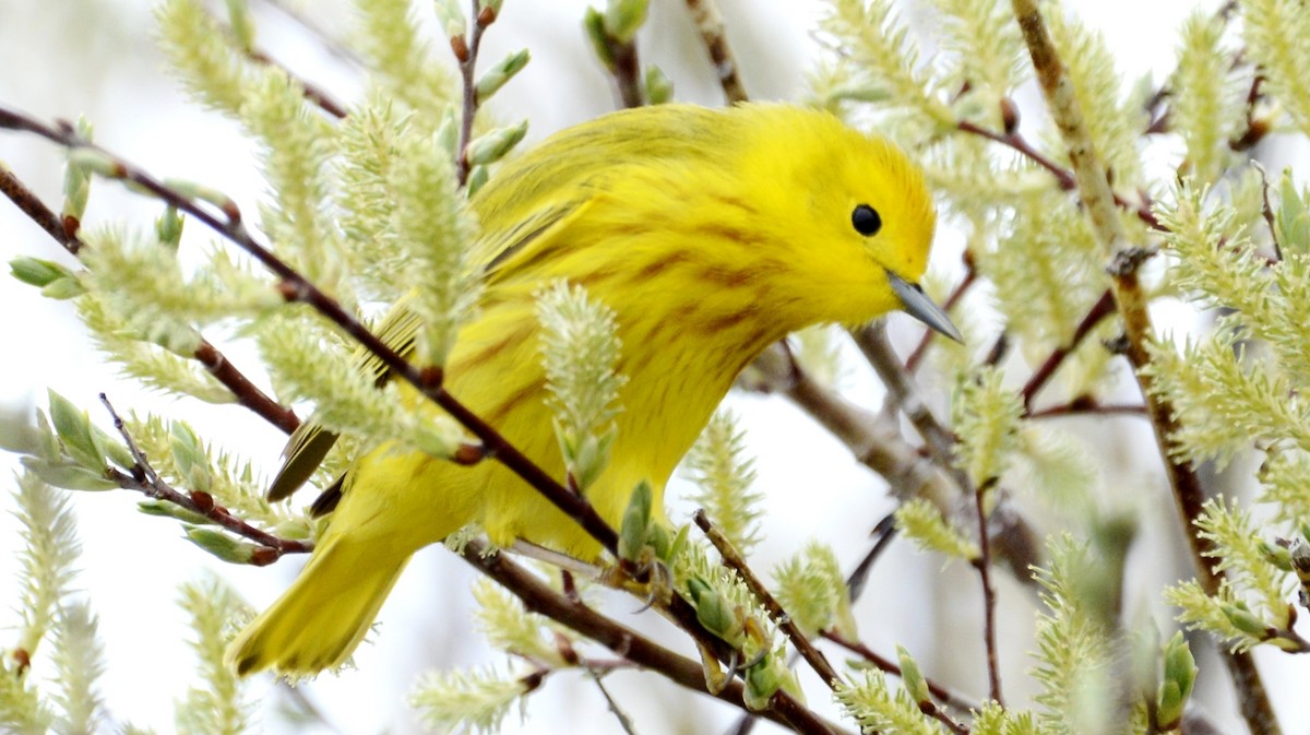 Yellow Warbler - John Siller