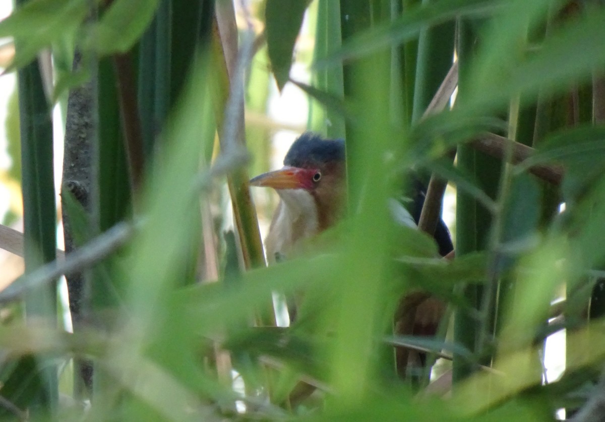 Least Bittern - ML160408571