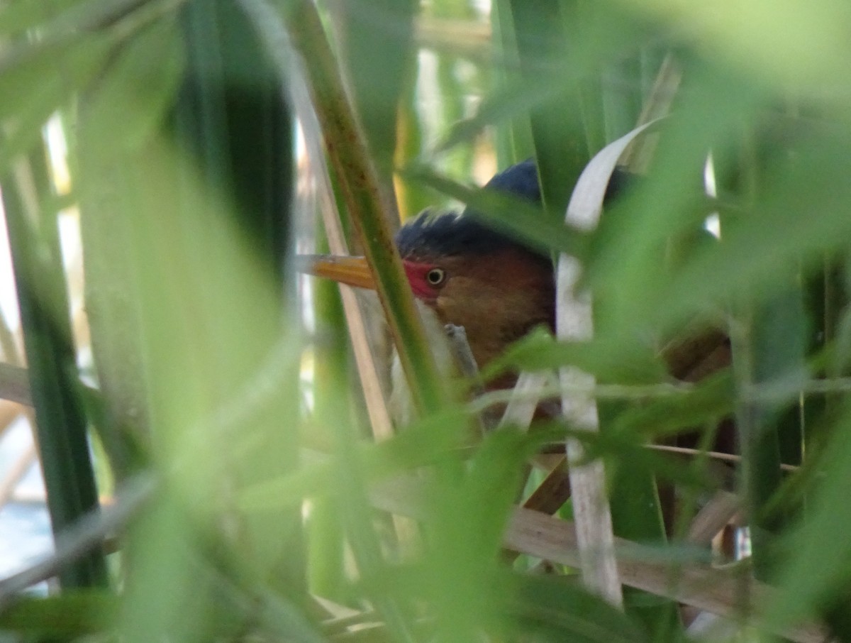 Least Bittern - ML160408581