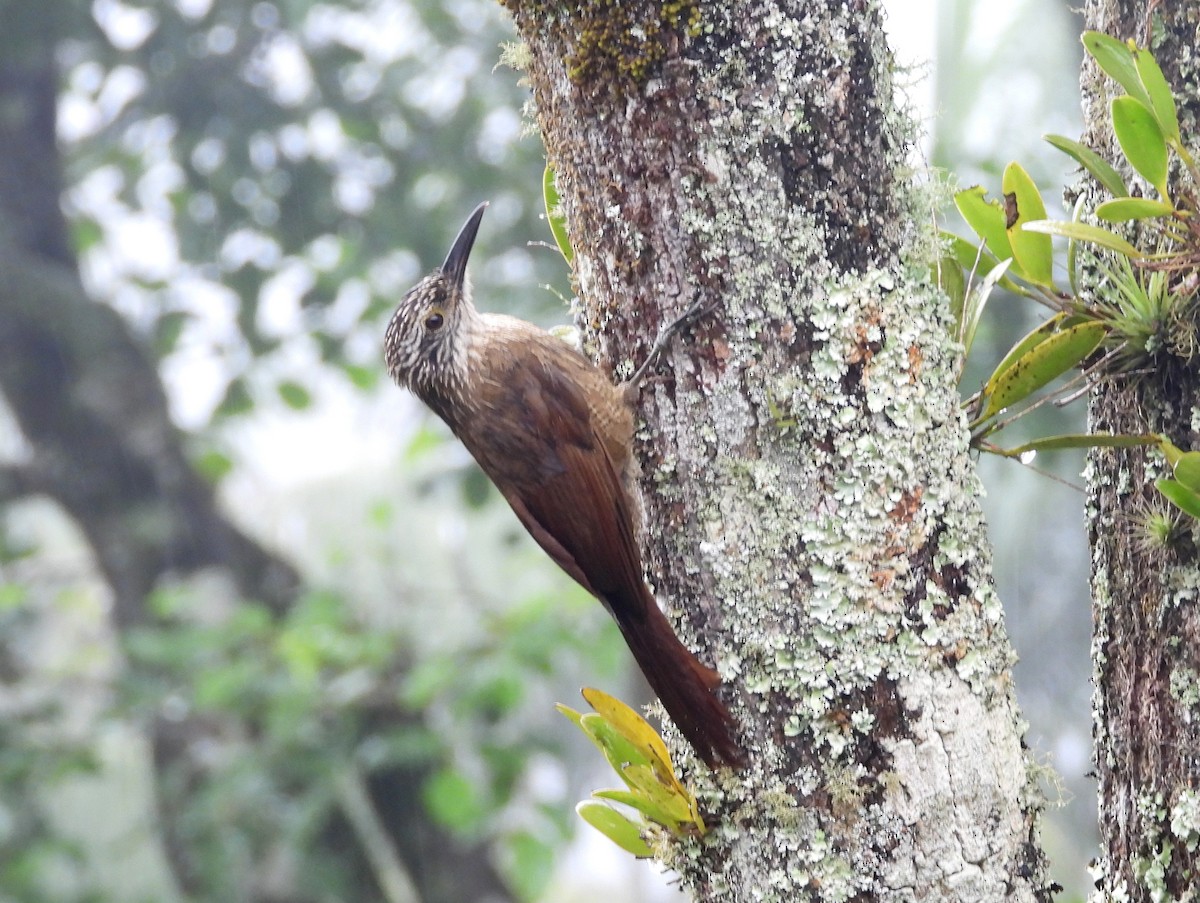 Planalto Woodcreeper - bob butler