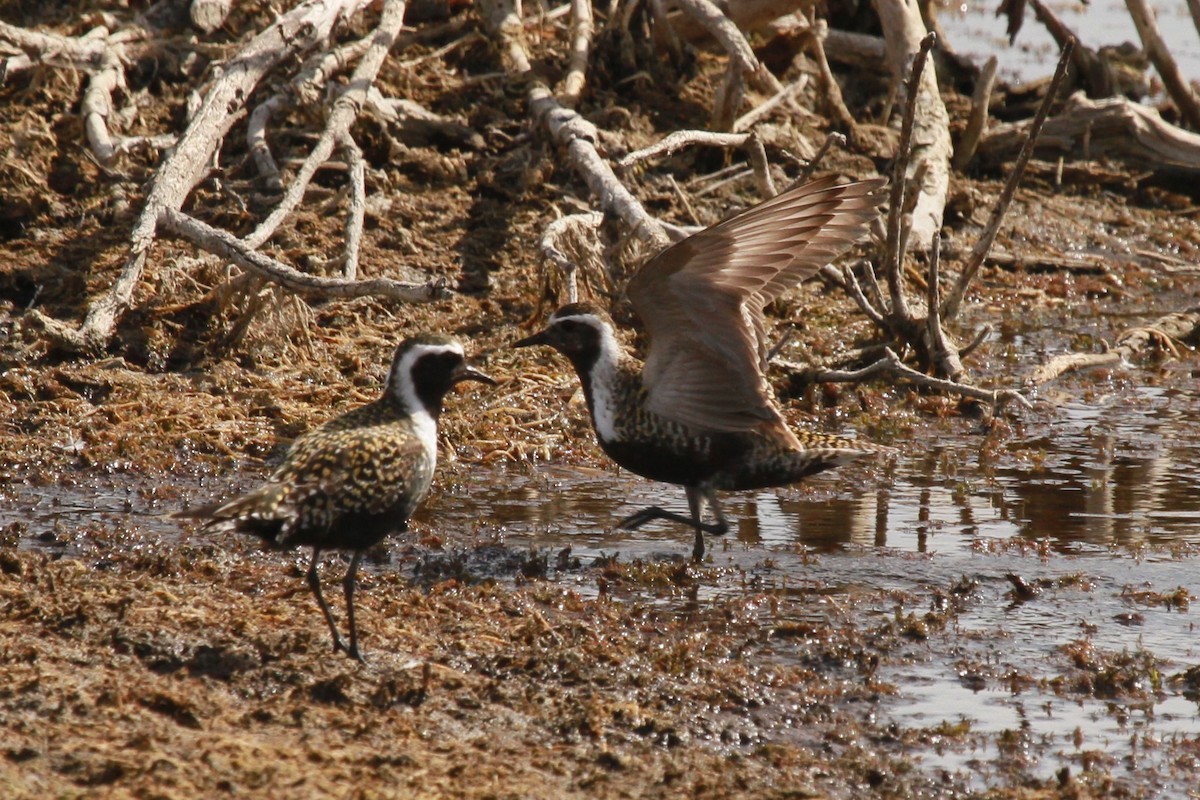 American Golden-Plover - Geoffrey Urwin