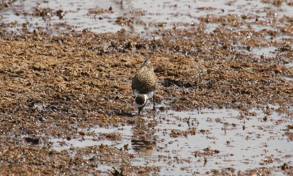 American Golden-Plover - Geoffrey Urwin