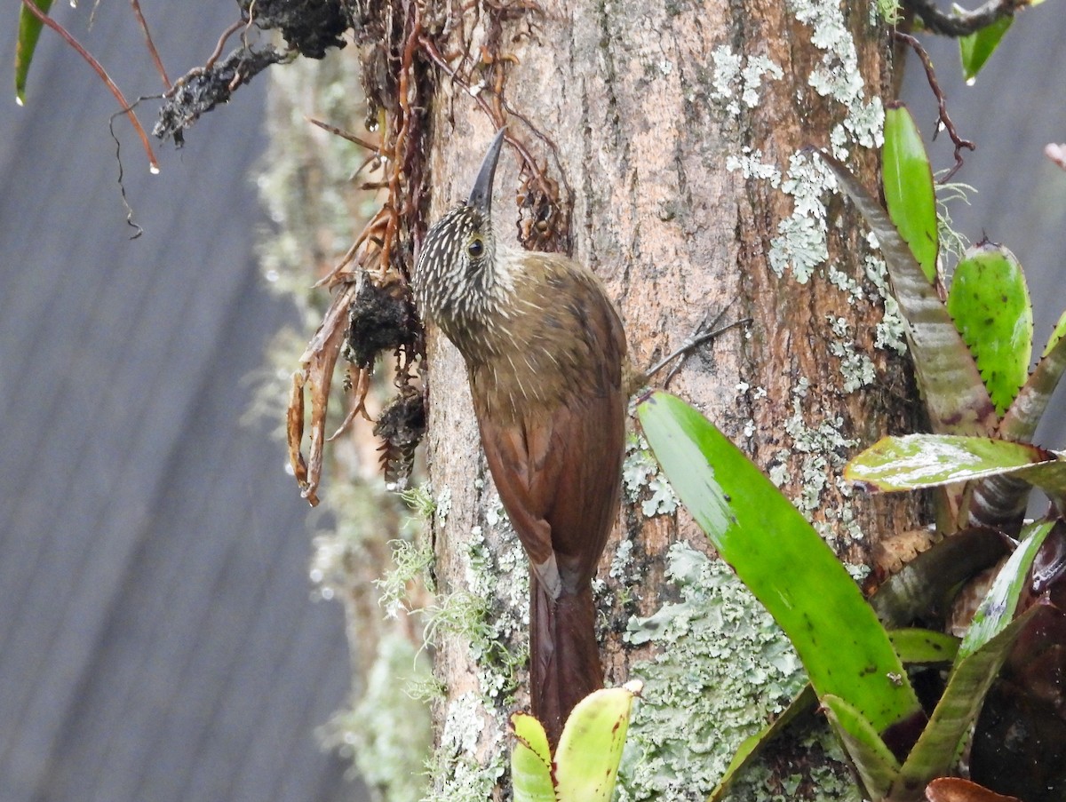 Planalto Woodcreeper - ML160410701