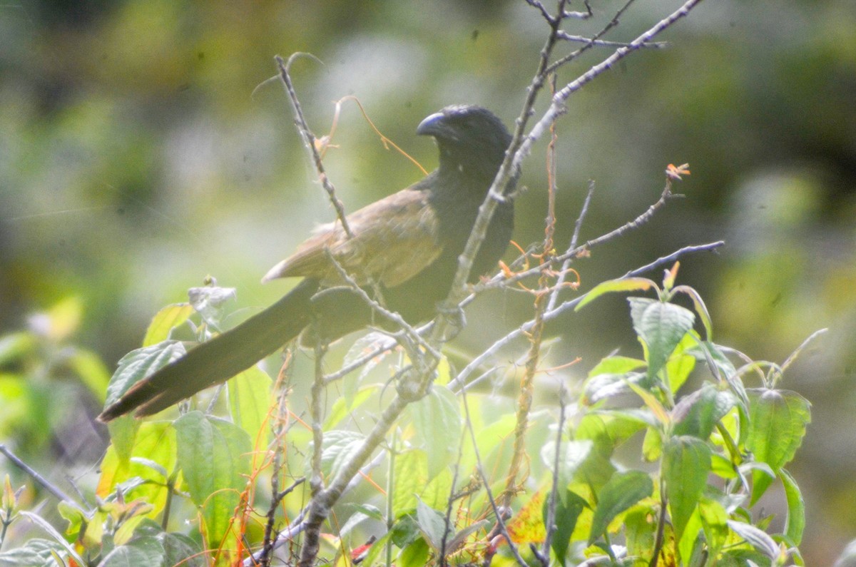 Lesser Coucal - ML160411841