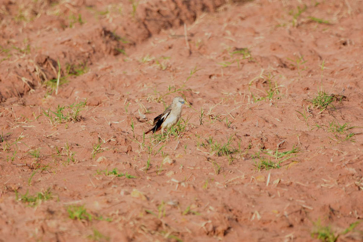 Chestnut-tailed Starling - ML160412601