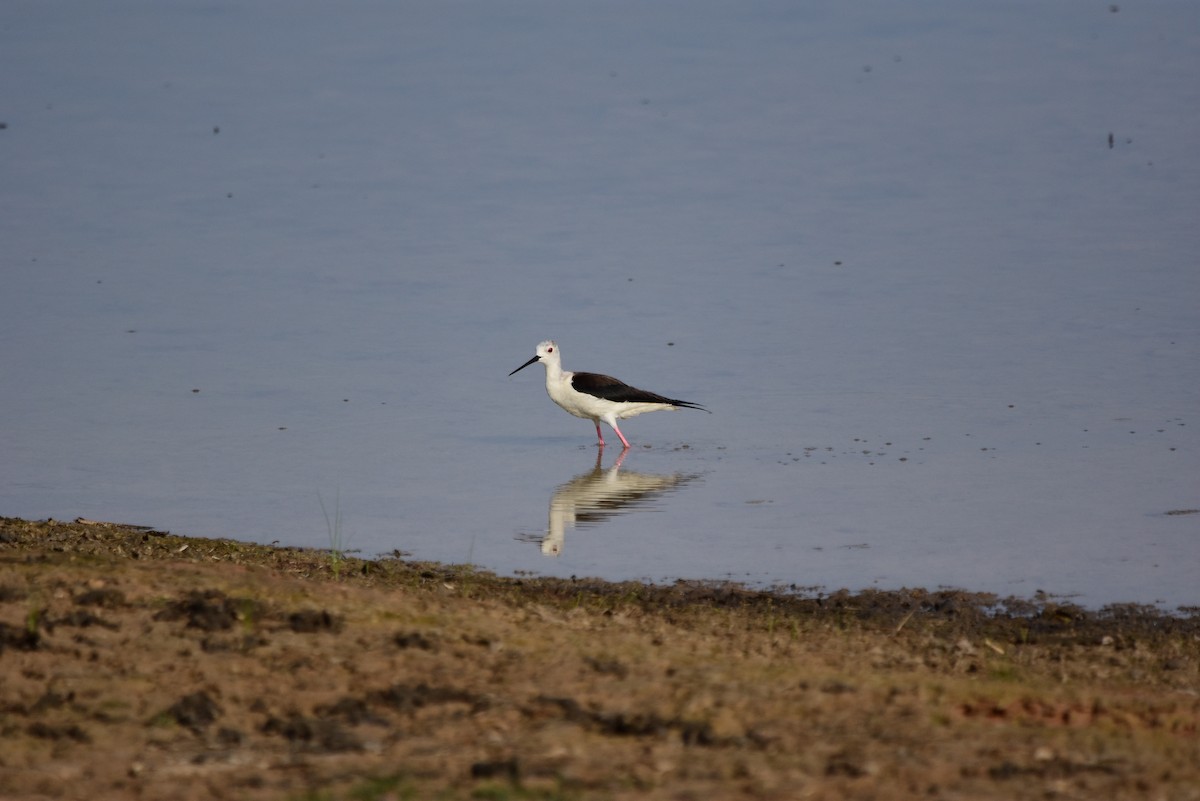 Black-winged Stilt - ML160412921