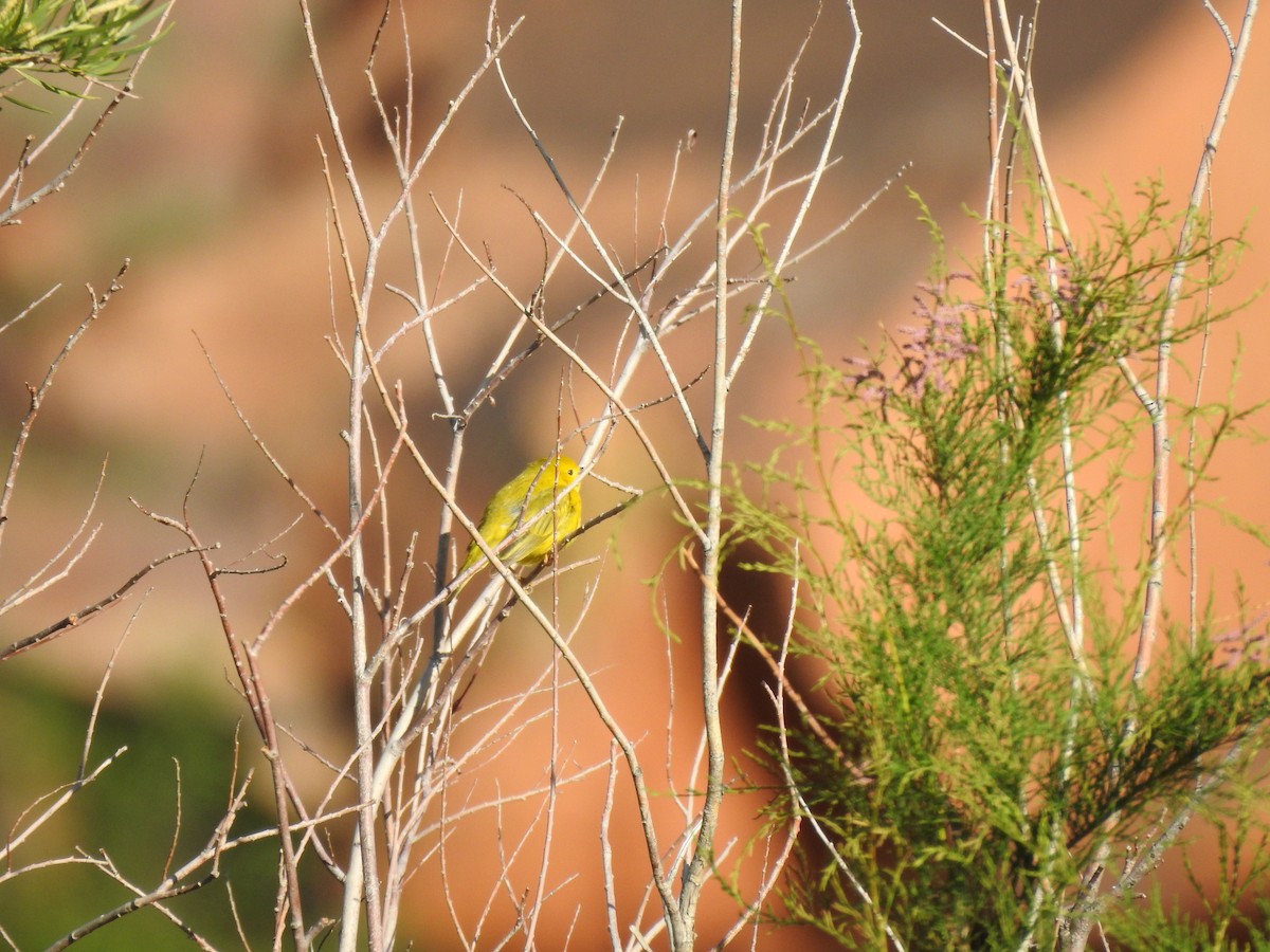 Yellow Warbler - ML160413061