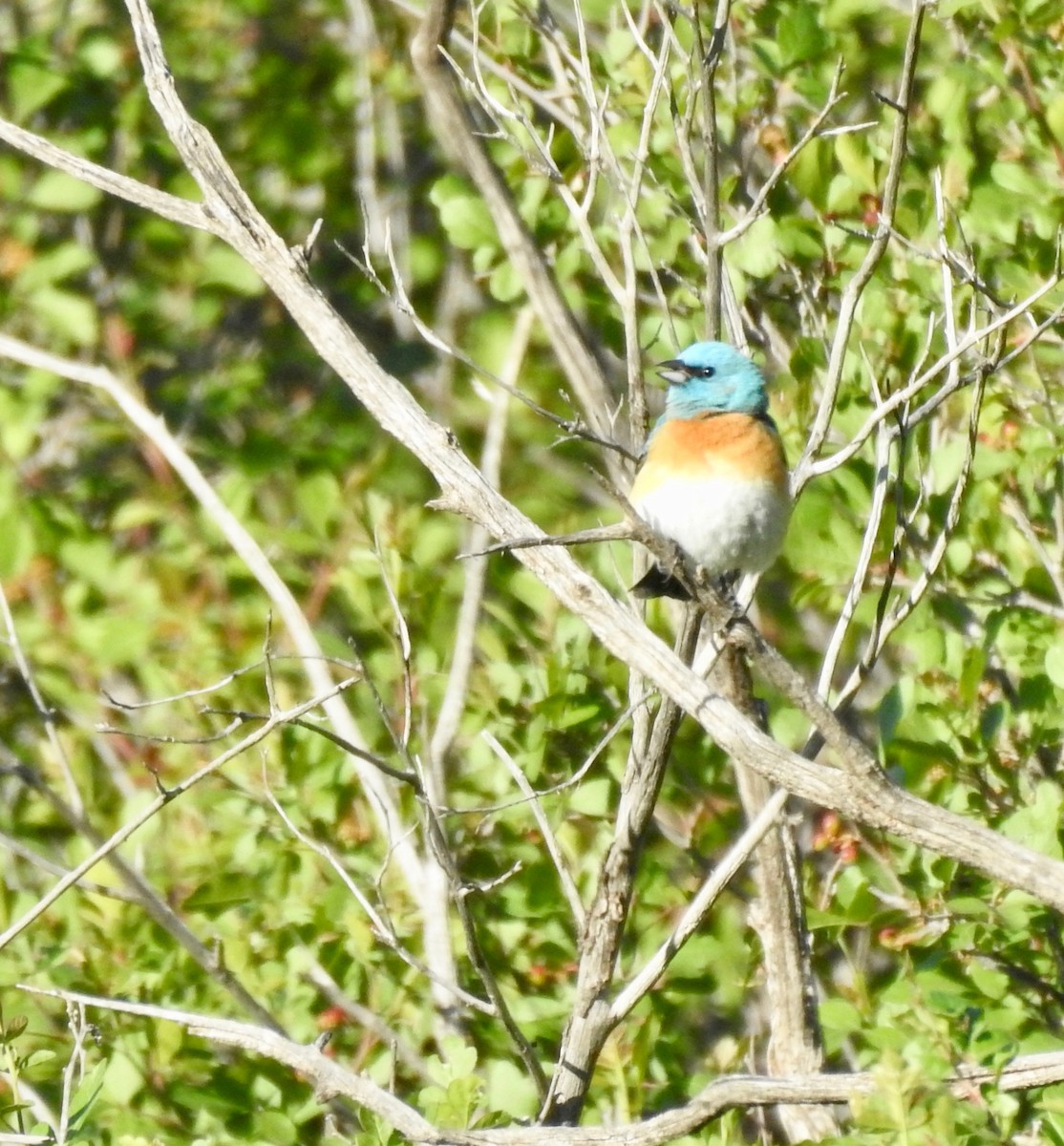 Lazuli Bunting - ML160413251