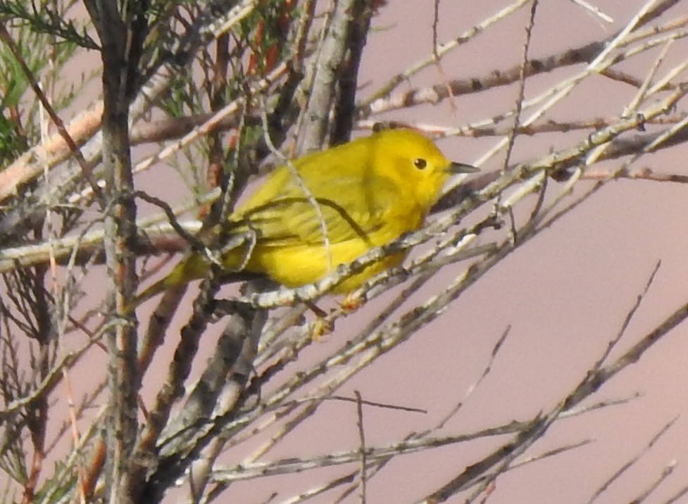Yellow Warbler - ML160413331