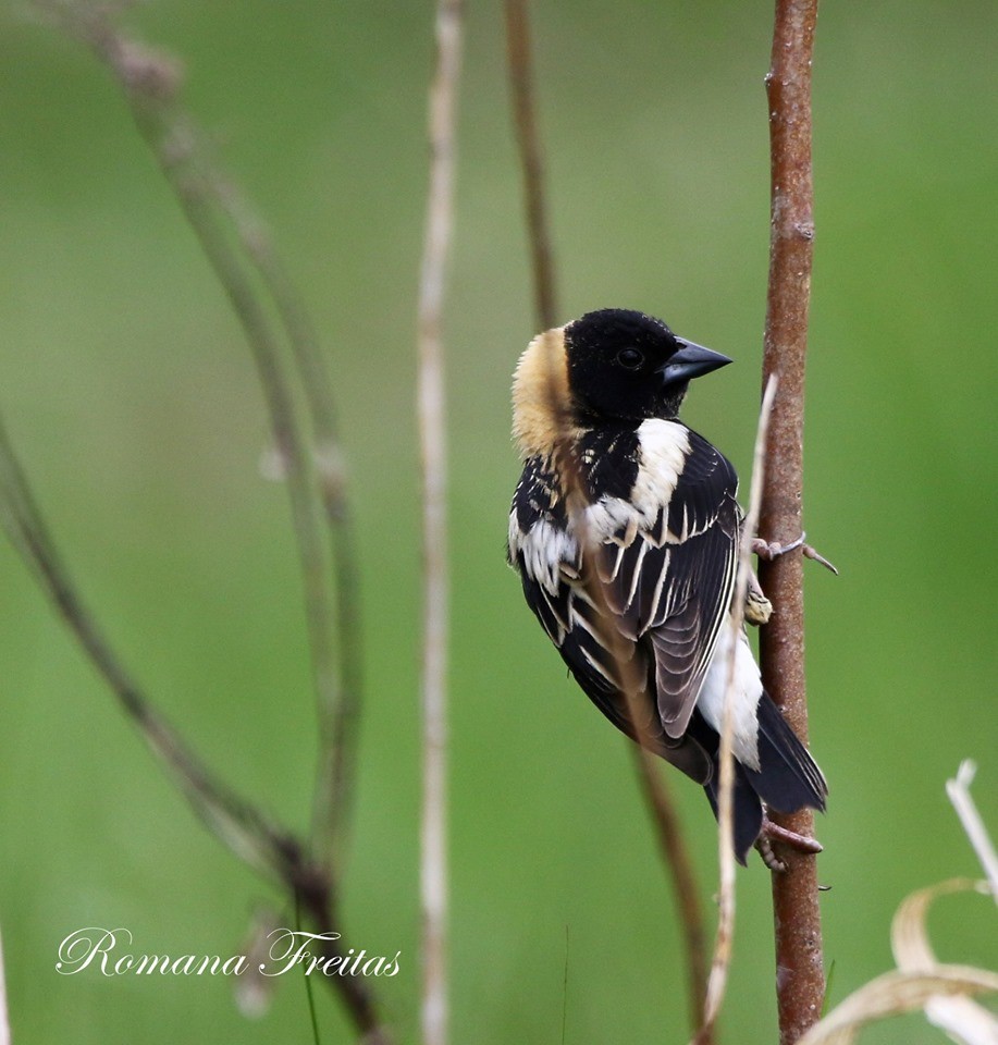 bobolink americký - ML160413501