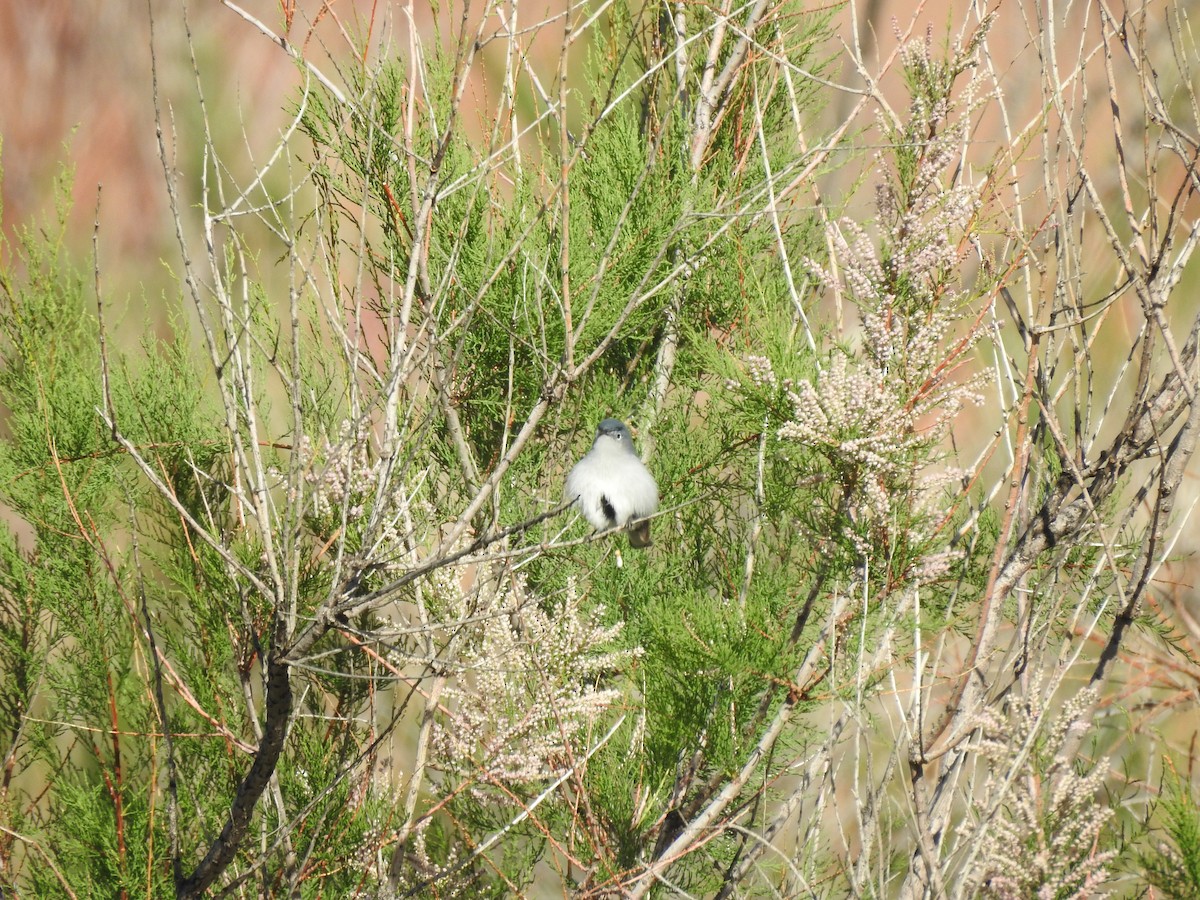 Blue-gray Gnatcatcher - ML160413921