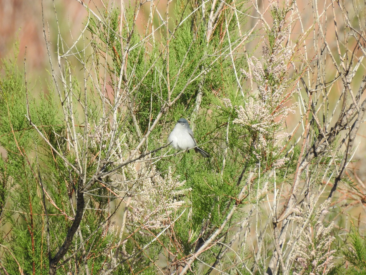 Blue-gray Gnatcatcher - ML160414211