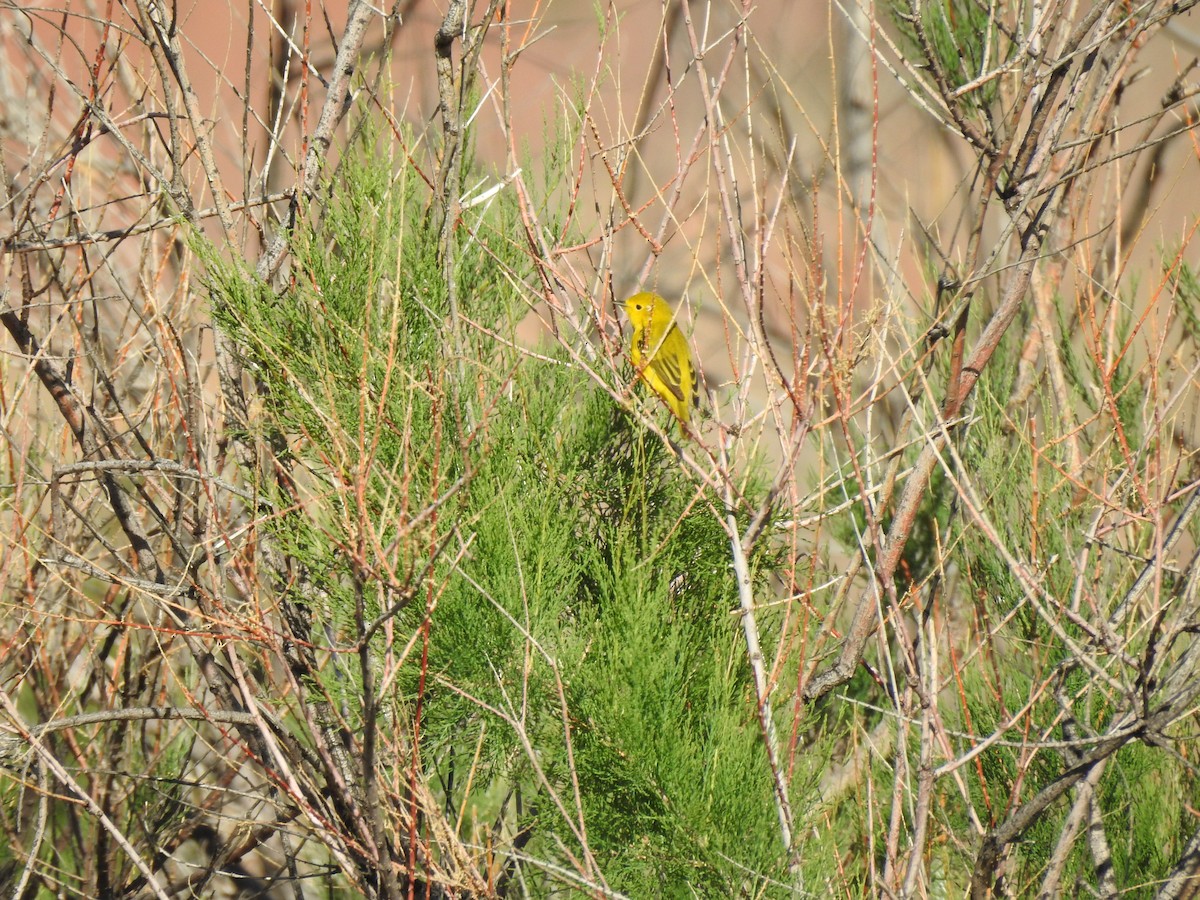 Yellow Warbler - ML160414261