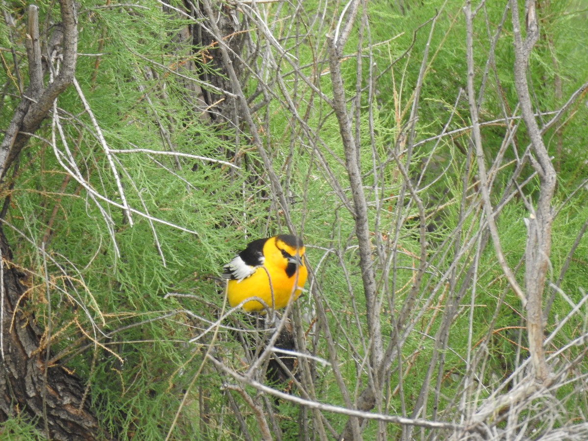 Bullock's Oriole - ML160414591