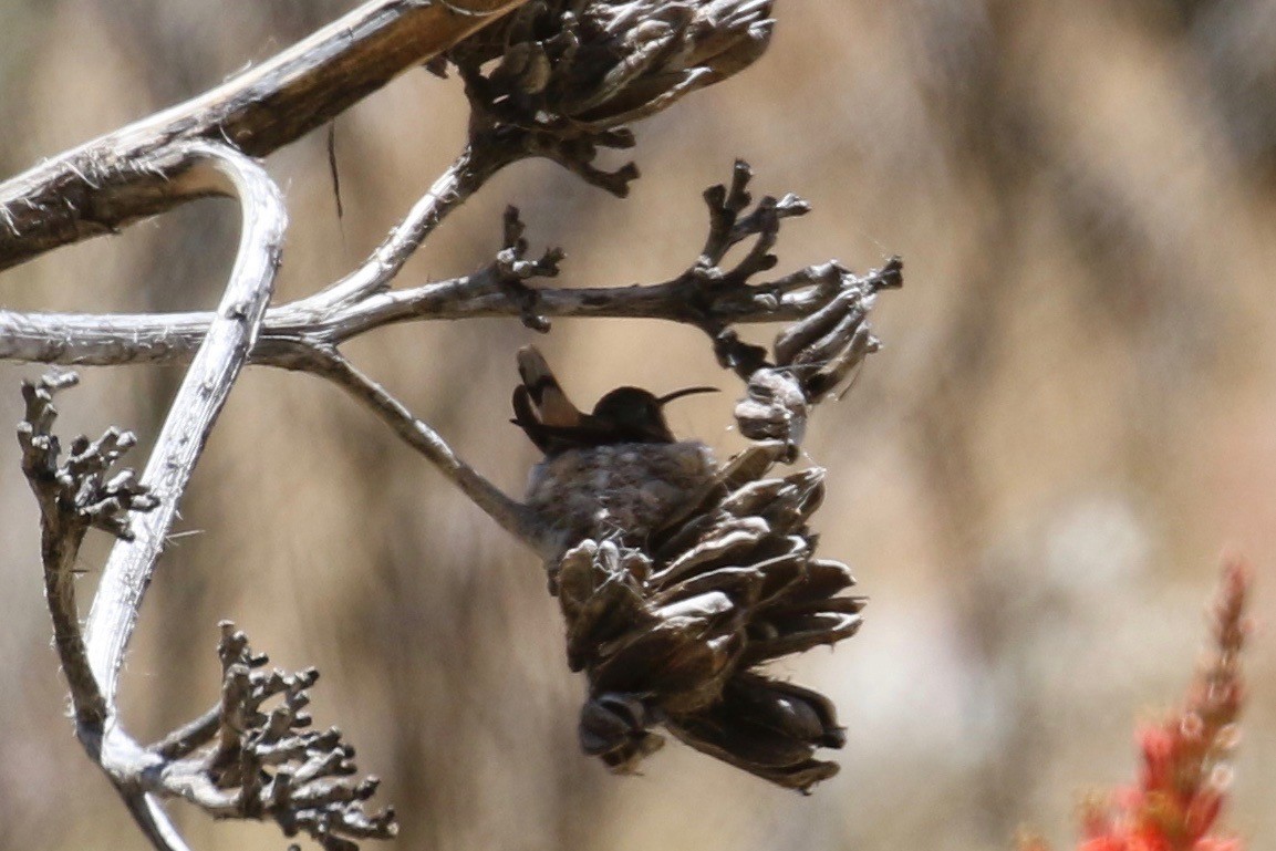 Luzifersternkolibri - ML160414771