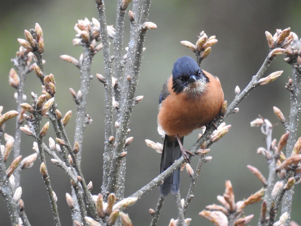 Rufous Sibia - ML160416521