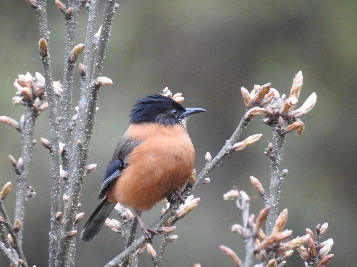 Rufous Sibia - ML160416541