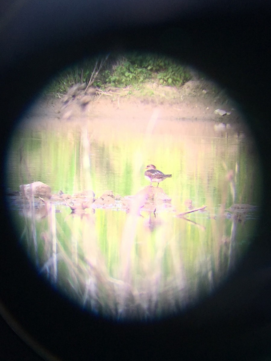 Red-breasted Merganser - ML160418001