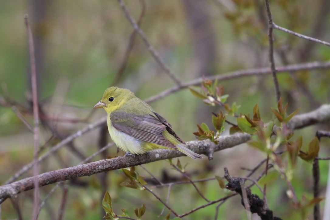 Scarlet Tanager - Seth Benz