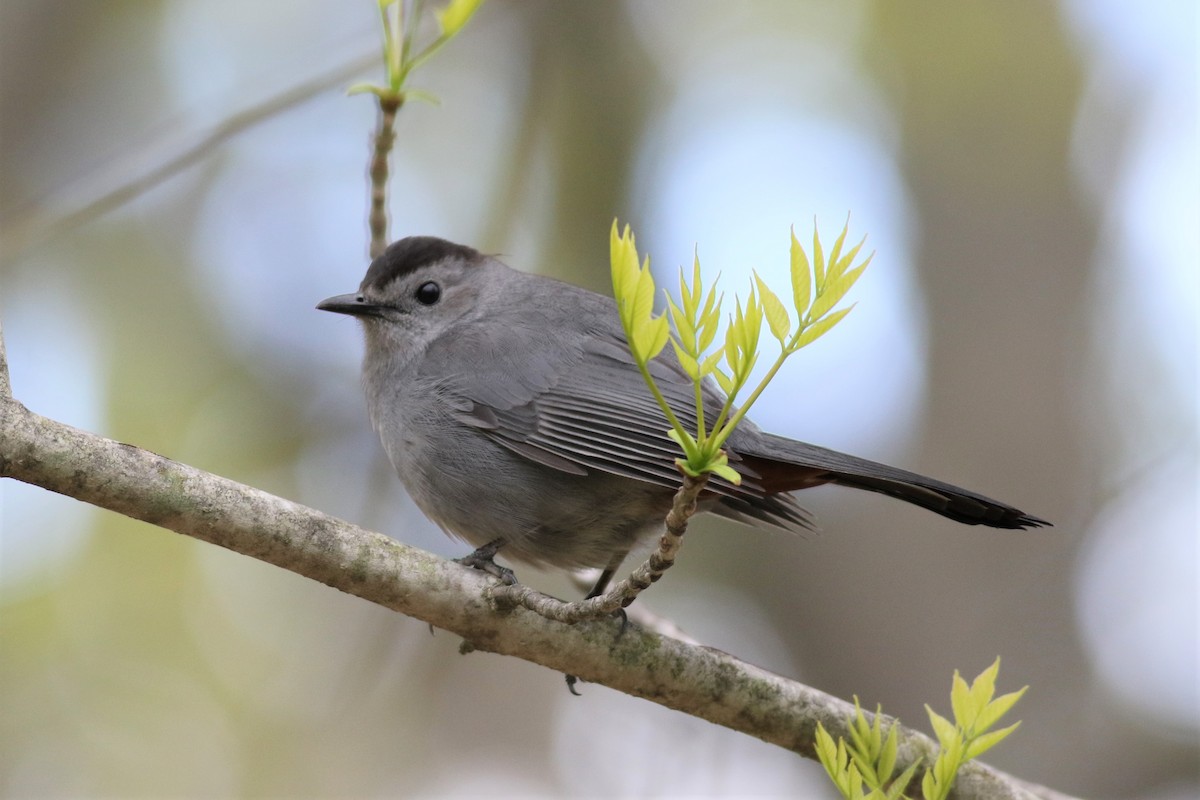 Gray Catbird - Margaret Viens