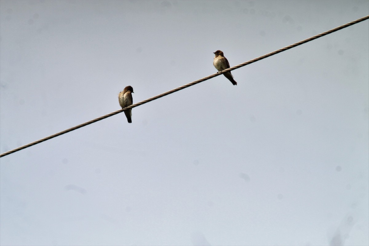 Northern Rough-winged Swallow - ML160421021