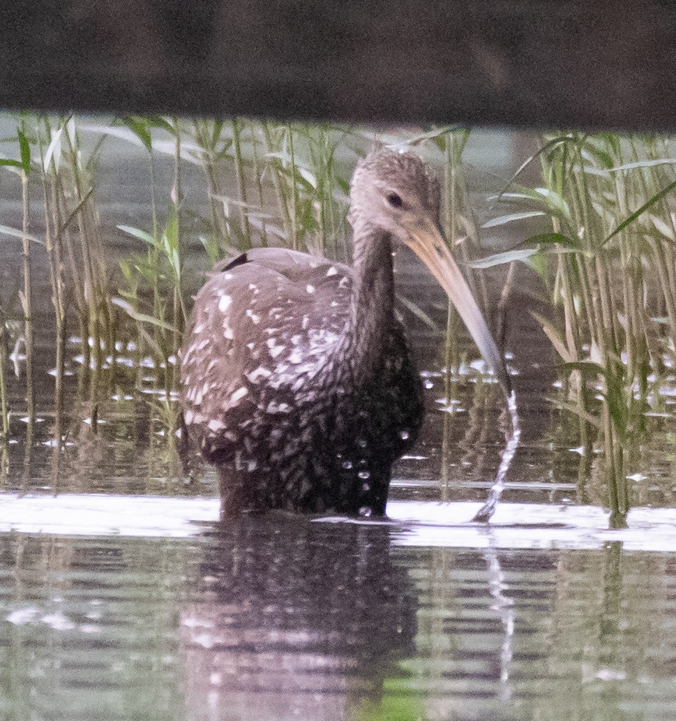 Limpkin - ML160421041