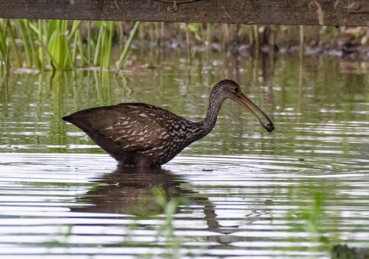 Limpkin - ML160421061