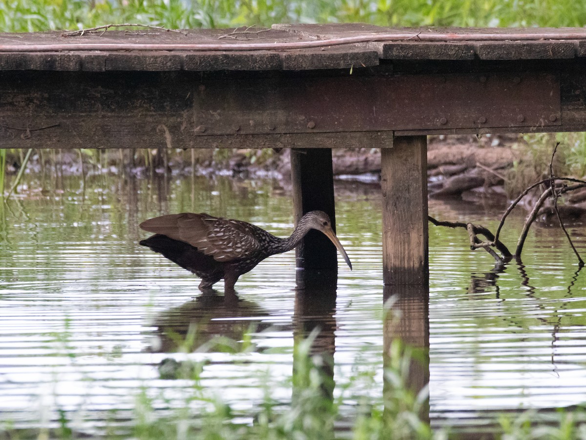 Limpkin - ML160421091
