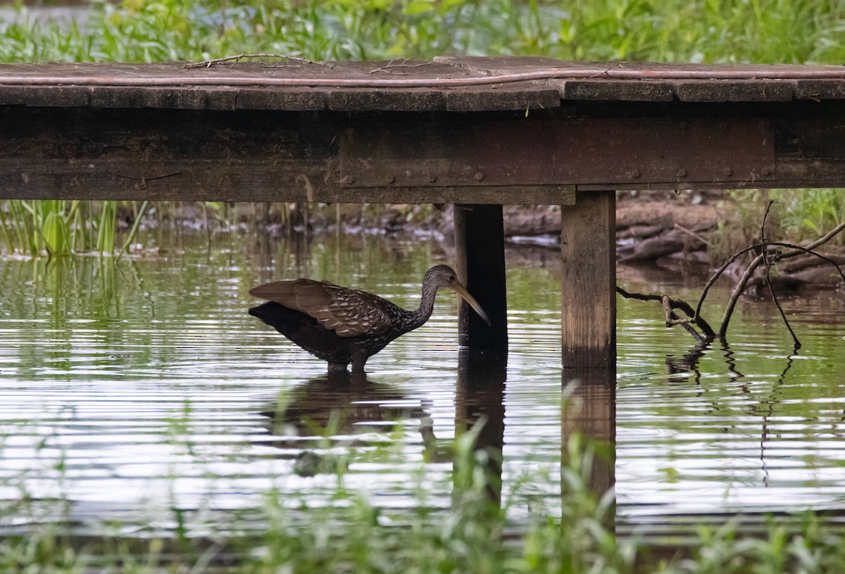 Limpkin - ML160421111