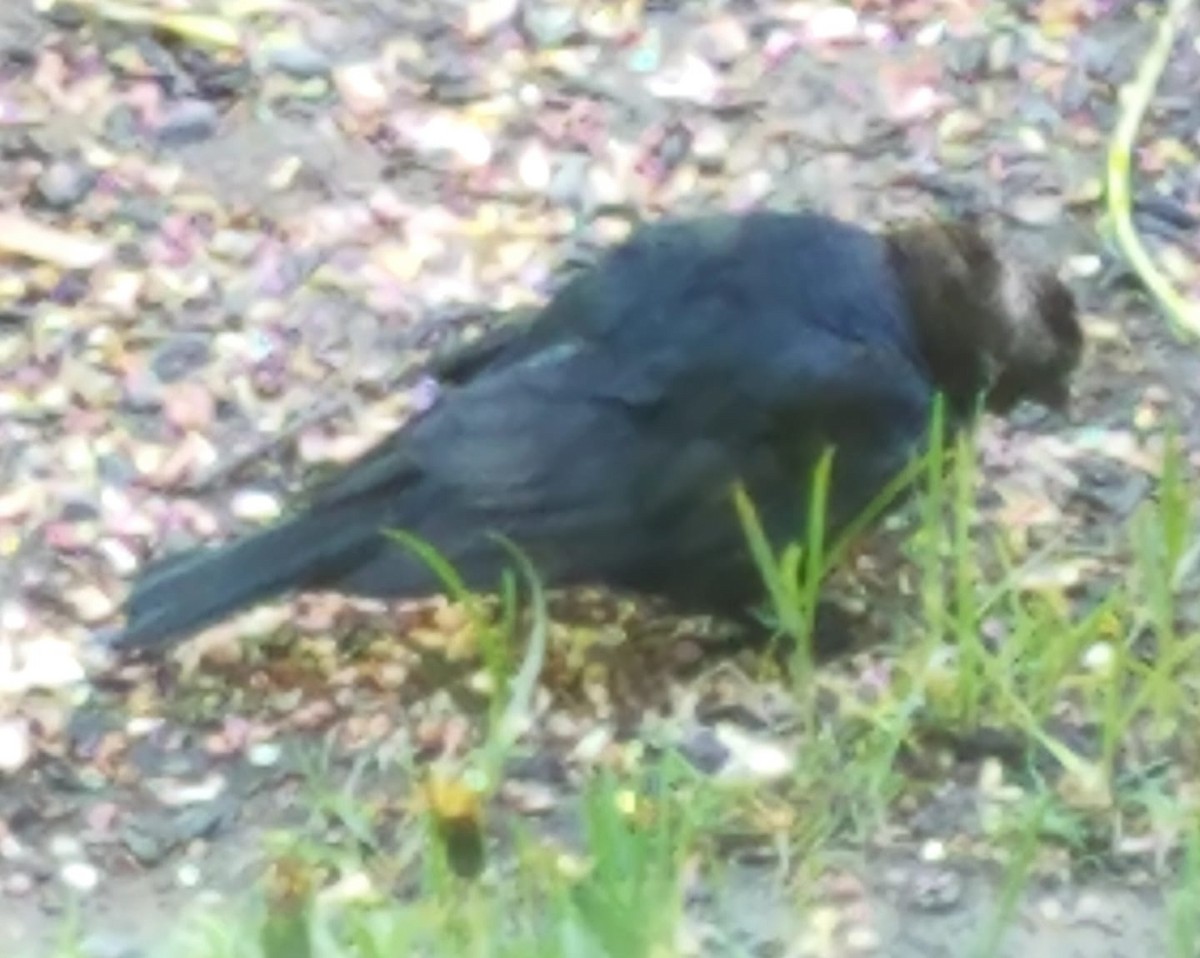 Brown-headed Cowbird - ML160422201