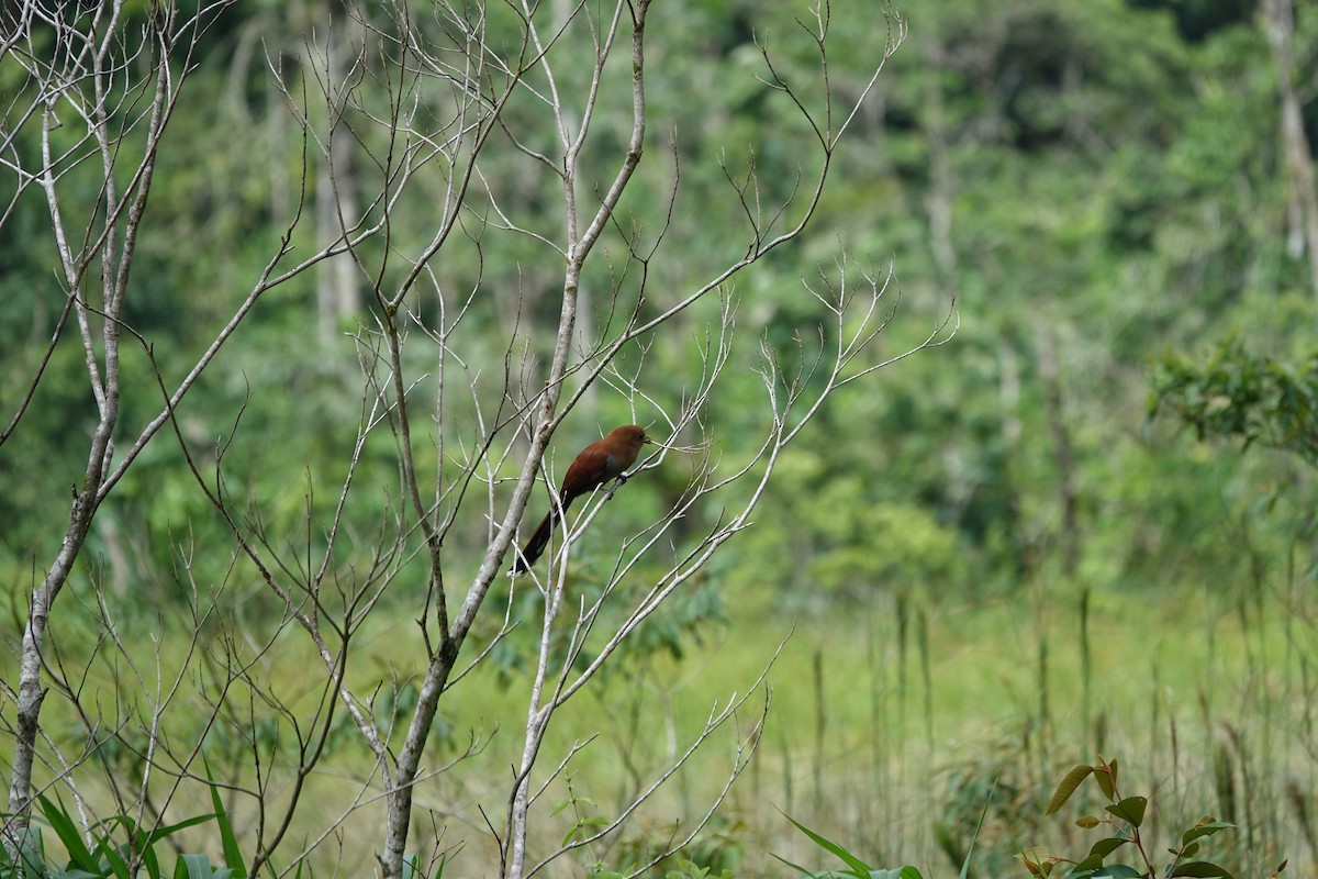 Squirrel Cuckoo - ML160422241