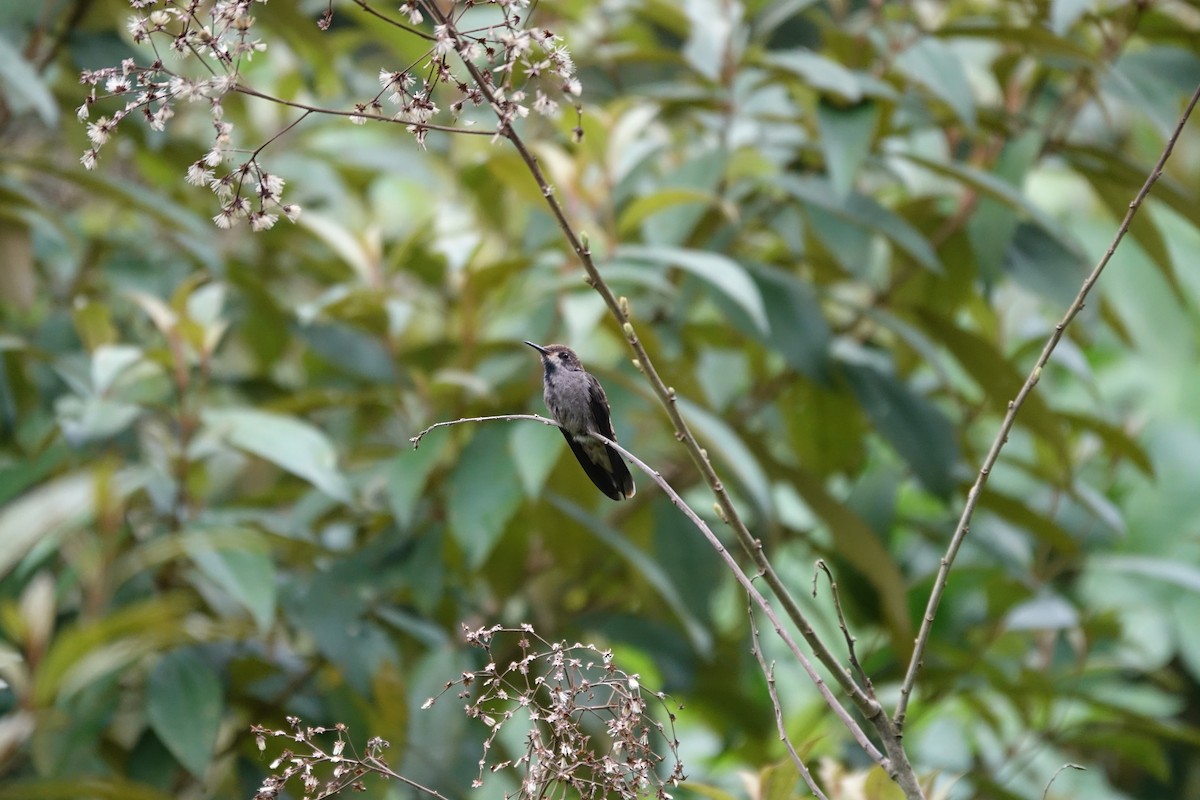 Brown Violetear - ML160422331