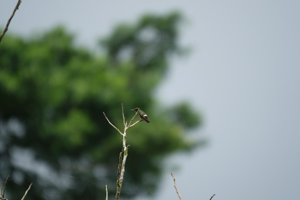 Black-crested Coquette - ML160422421