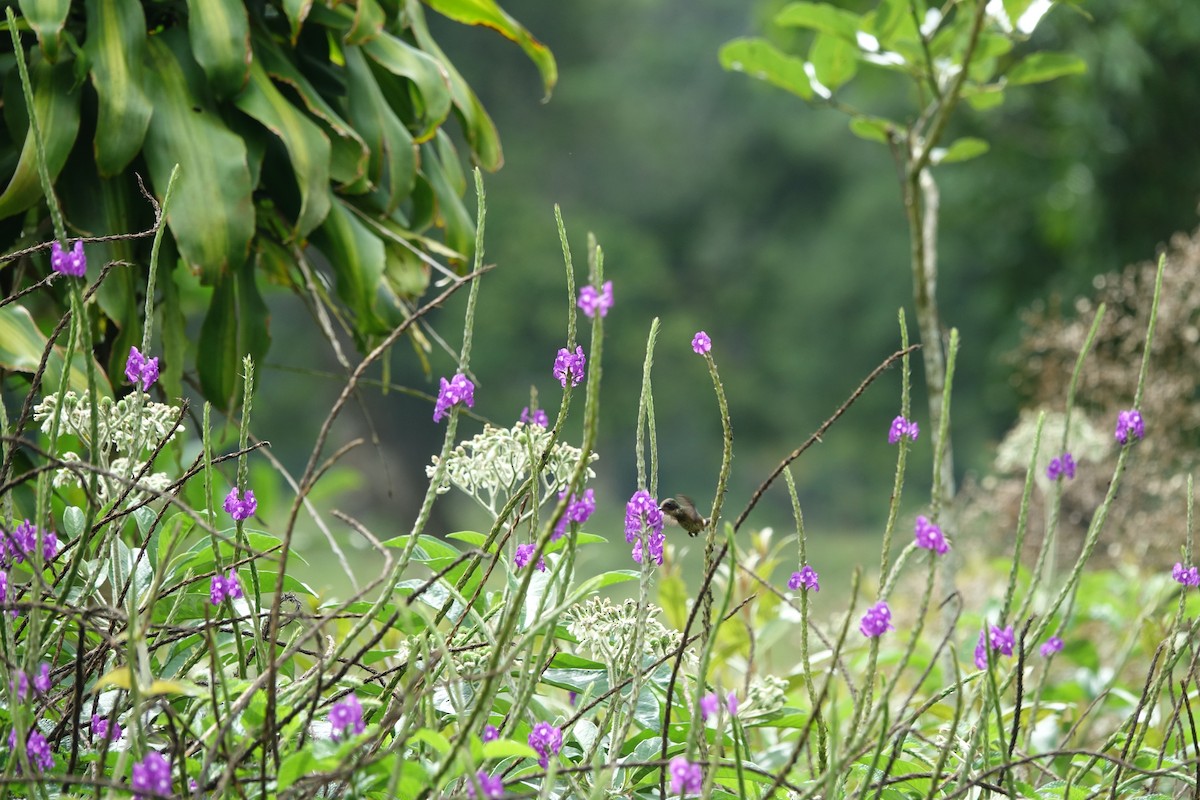 Black-crested Coquette - ML160422521