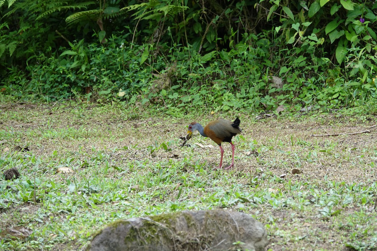 Russet-naped Wood-Rail - Steven Nelson