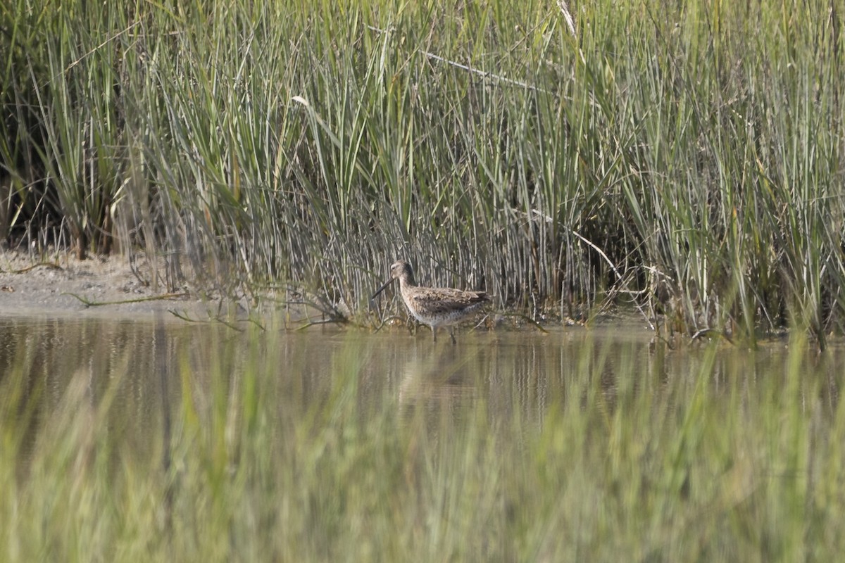 Short-billed Dowitcher - Eliot VanOtteren