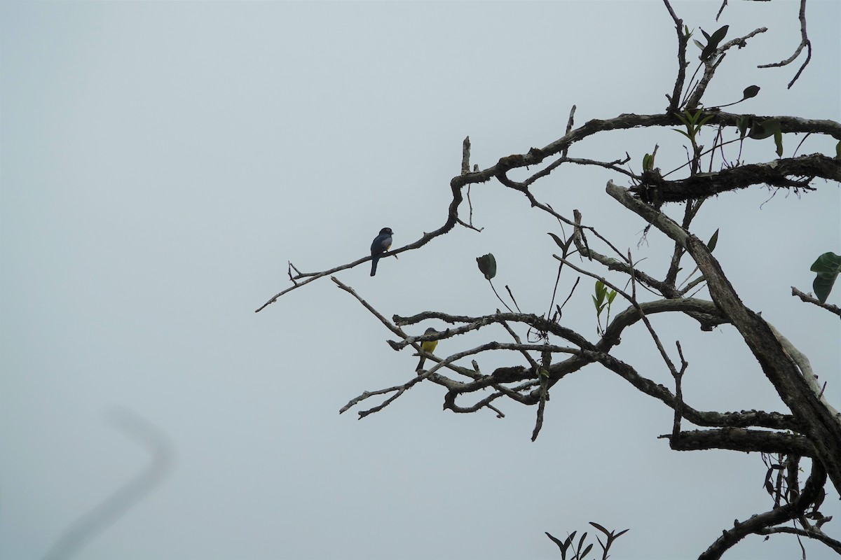 Gartered Trogon - ML160422991