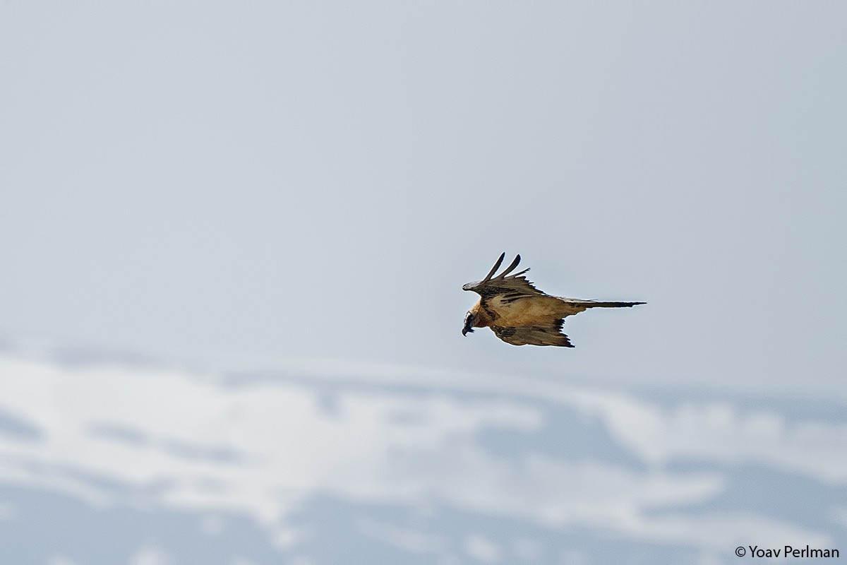 Bearded Vulture - ML160423081