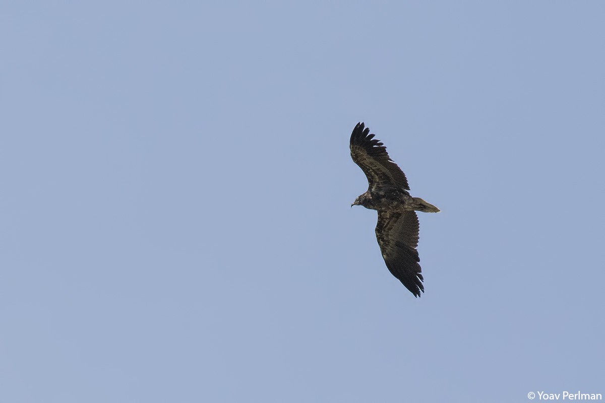 Egyptian Vulture - ML160423091